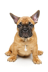 Image showing cute french bulldog puppy