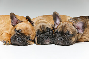 Image showing cute french bulldog puppies sleeping