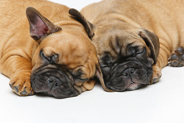 Image showing cute french bulldog puppies sleeping