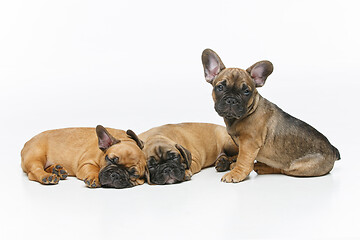 Image showing cute french bulldog puppies sleeping