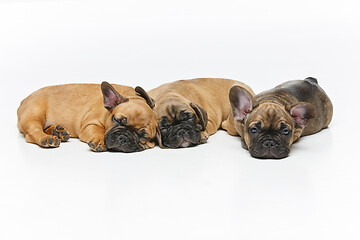 Image showing cute french bulldog puppies sleeping