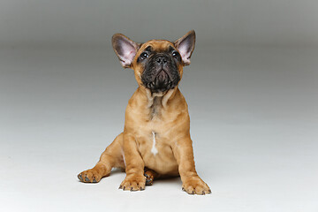 Image showing cute french bulldog puppy