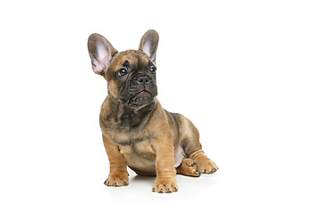 Image showing cute french bulldog puppy