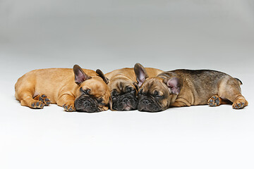 Image showing cute french bulldog puppies sleeping