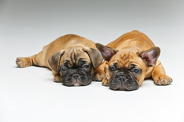 Image showing cute french bulldog puppies