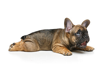 Image showing cute french bulldog puppy