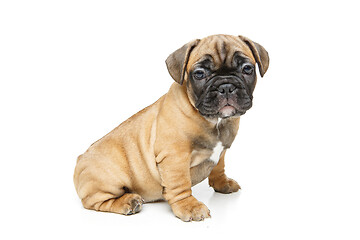 Image showing cute french bulldog puppy