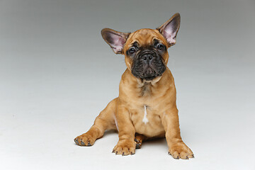 Image showing cute french bulldog puppy