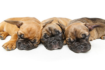 Image showing cute french bulldog puppies sleeping