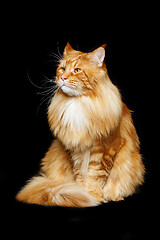 Image showing Beautiful maine coon cat