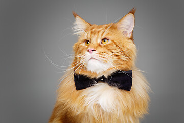 Image showing Beautiful maine coon cat with bow tie