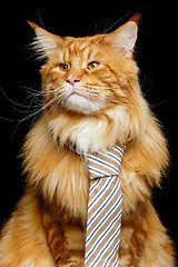 Image showing Beautiful maine coon cat with man tie