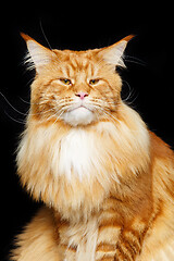 Image showing Beautiful maine coon cat