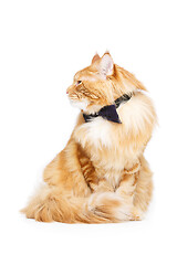 Image showing Beautiful maine coon cat with bow tie