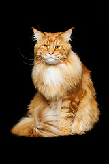 Image showing Beautiful maine coon cat