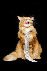 Image showing Beautiful maine coon cat with man tie