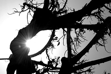 Image showing Tree silhouette