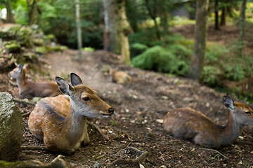 Image showing Young deer taking rest at the park