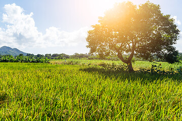 Image showing Rice field and tree with sun flare