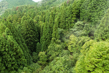 Image showing Green Forest