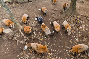 Image showing Lovely red fox looking for food