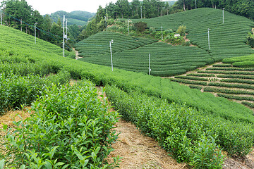 Image showing Tea field