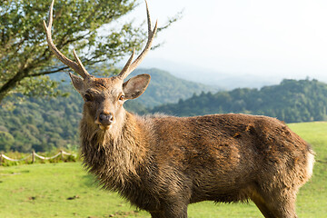 Image showing Stag Deer at mount wakakusa