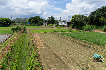 Image showing Green field