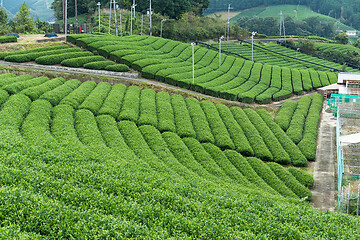 Image showing Tea Farm