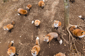 Image showing Group of fox waiting for food