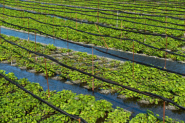 Image showing Wasabi farm