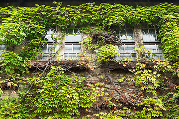 Image showing House with window and green vines