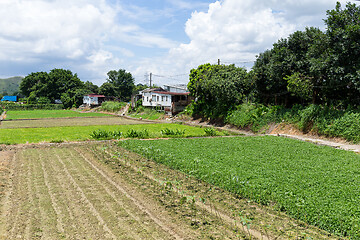 Image showing Green field