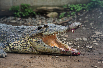 Image showing Crocodile mouth open and getting hurt