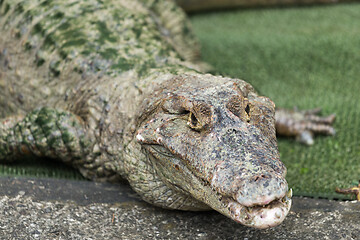 Image showing Crocodile at outdoor