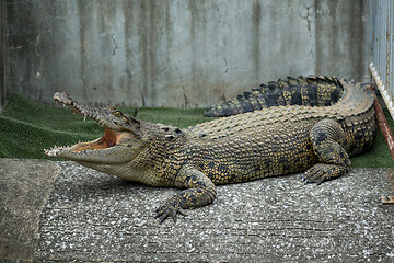 Image showing Crocodile with open mouth