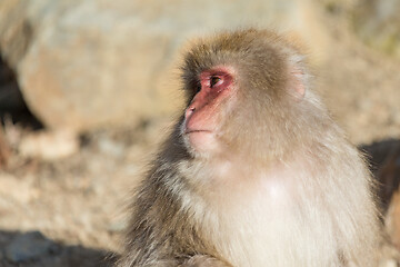 Image showing Monkey