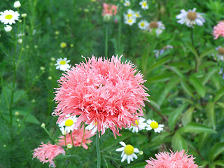 Image showing Pink cornflower