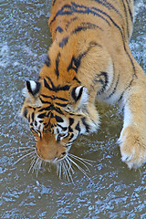 Image showing Tiger