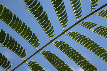 Image showing Acacia leaves