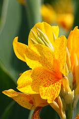 Image showing Yellow lily