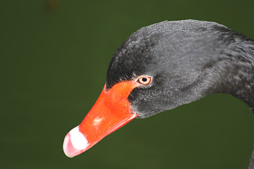 Image showing Black swan's head