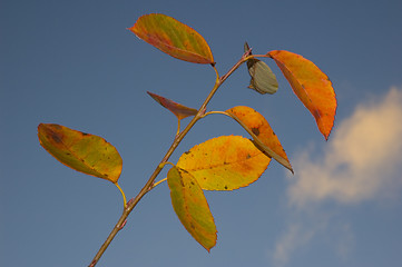 Image showing Leaves at fall