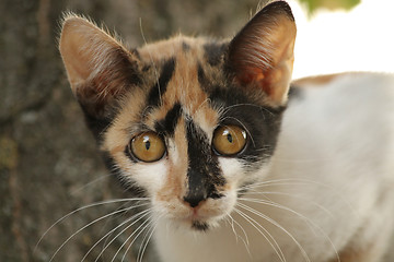 Image showing Curious cat
