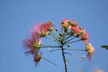 Image showing Blossoms of the silk tree.