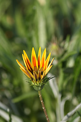 Image showing Gazania blossom