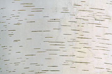 Image showing Birch bark