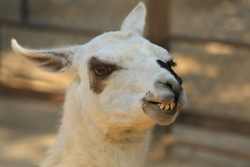 Image showing White lama