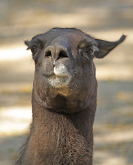 Image showing Black lama