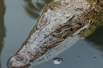 Image showing Crocodile hiding inside water pond